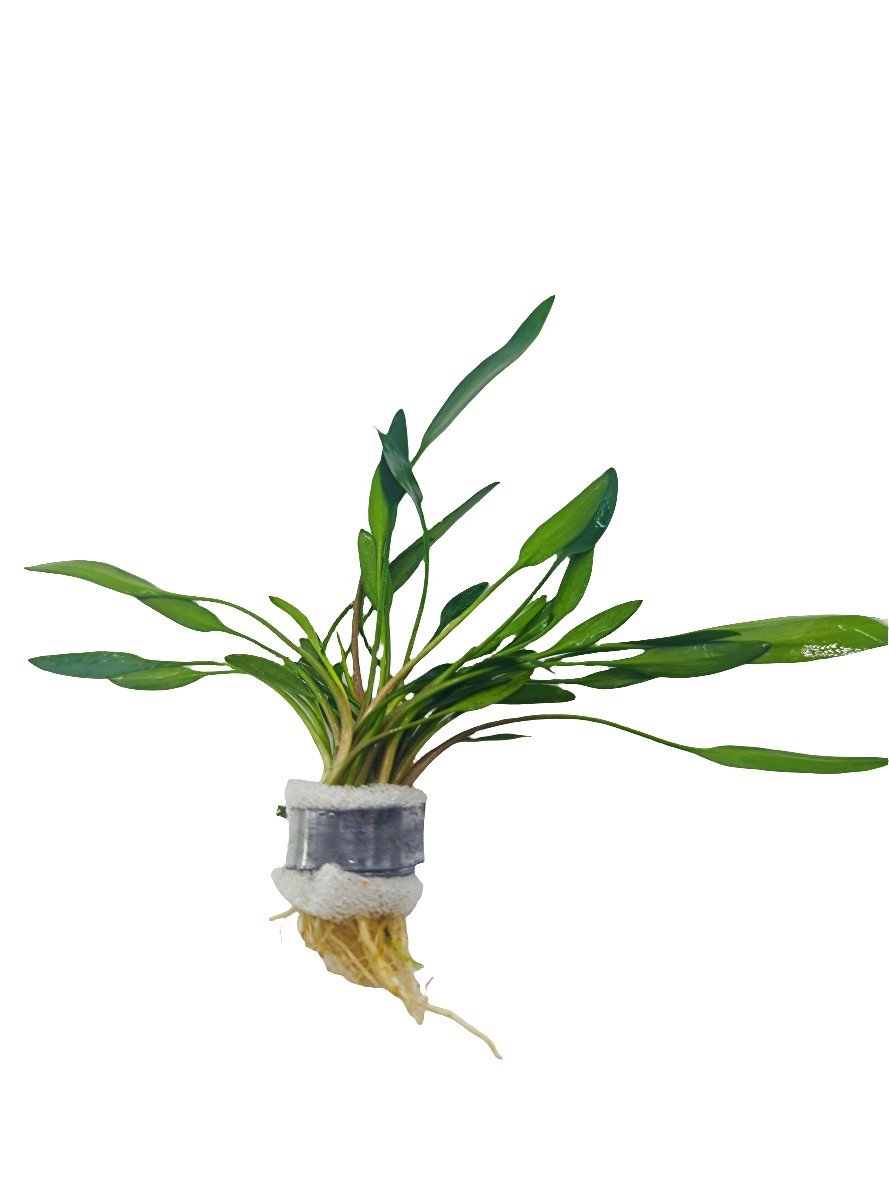 Cryptocoryne lucens on