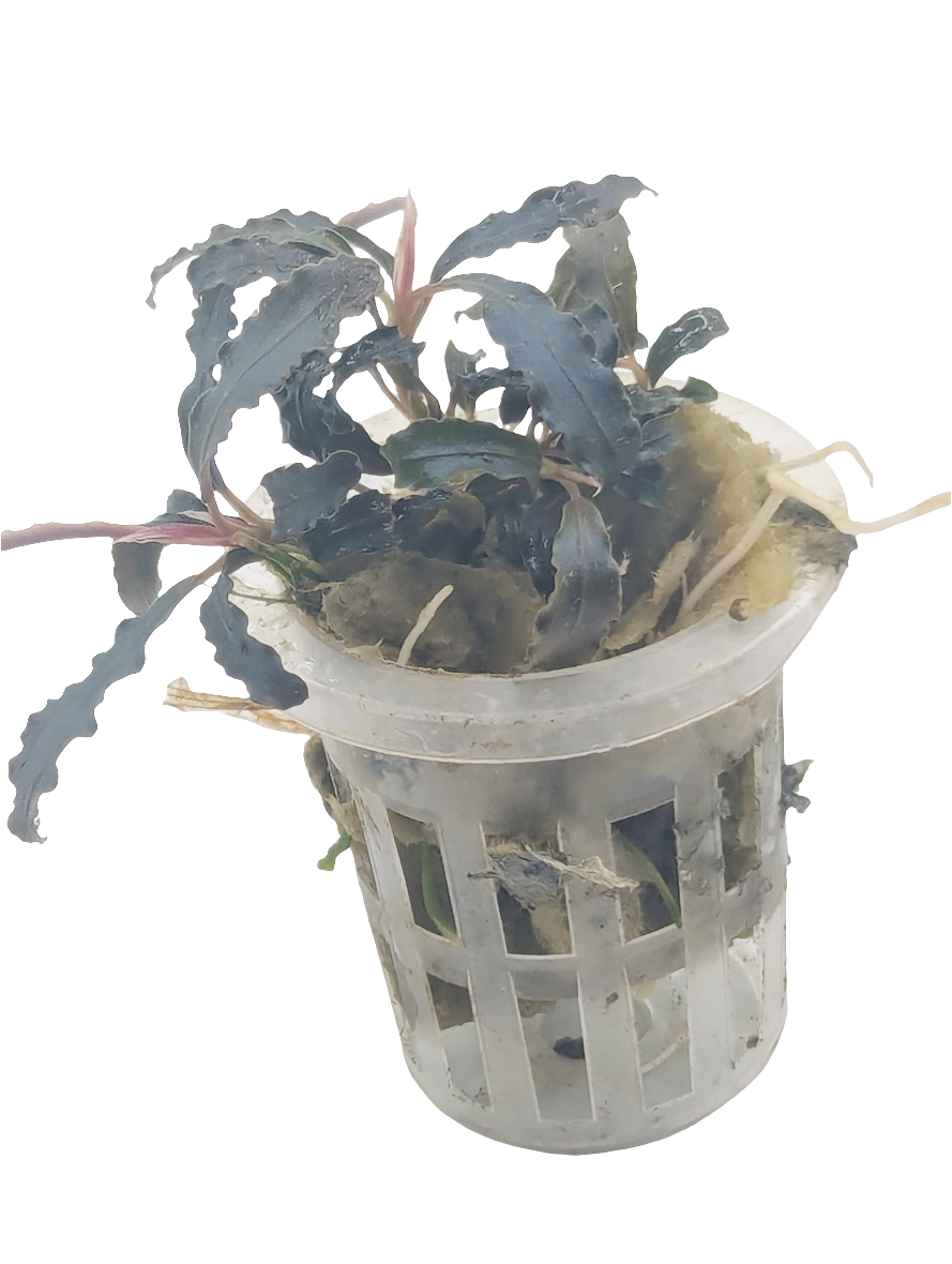 Bucephalandra 'kedagong'
