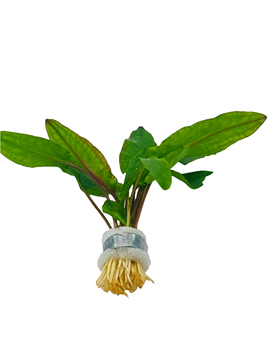 Cryptocoryne Willisii