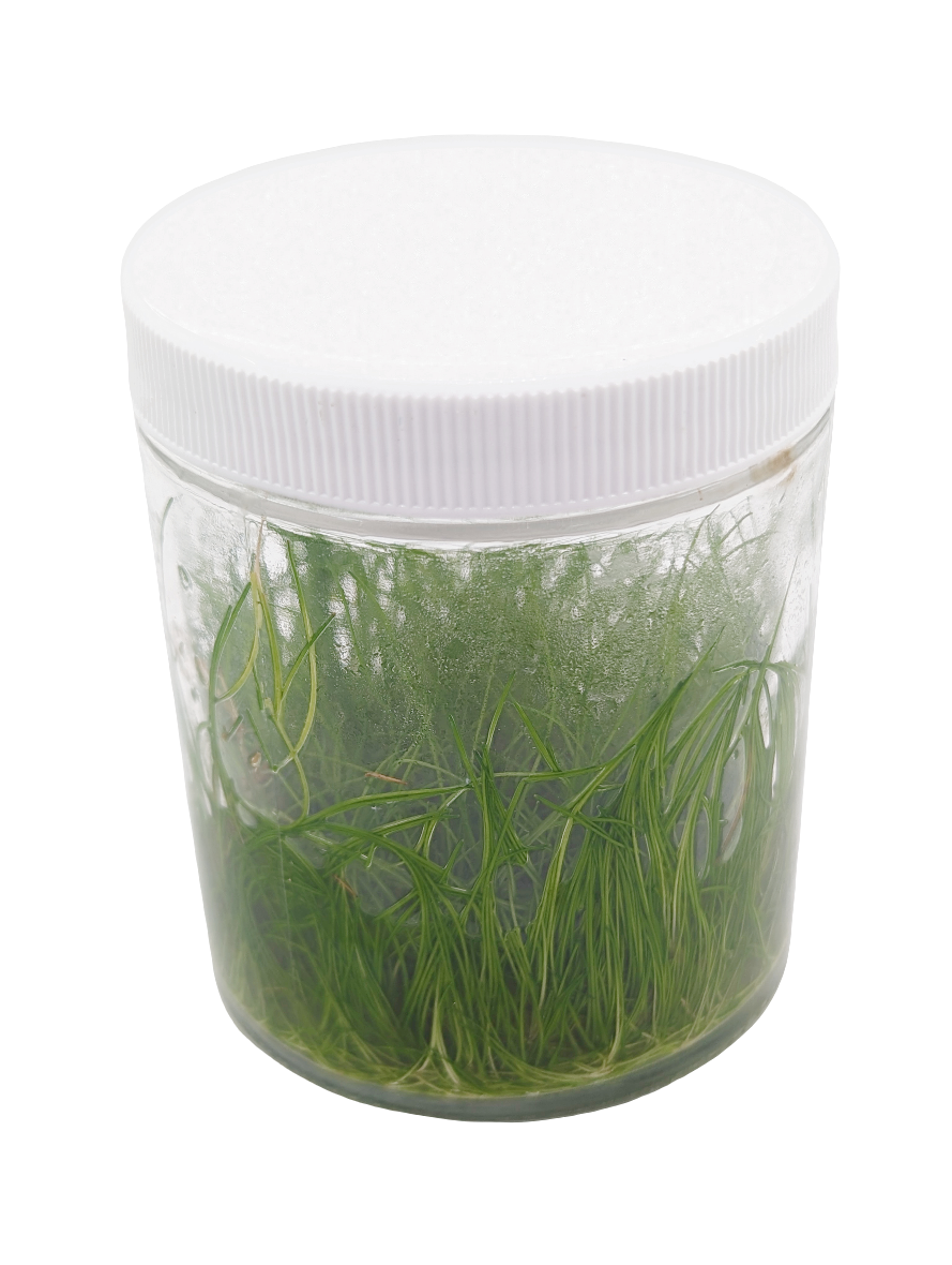 Eleocharis acicularis 'mini'- Tissue Culture