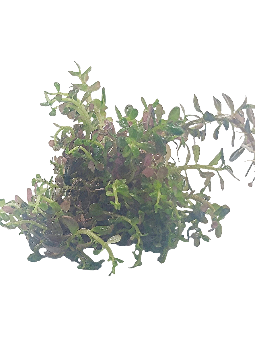Rotala rotundifolia 'Blood Red'- Tissue Culture (4 ounce bag)
