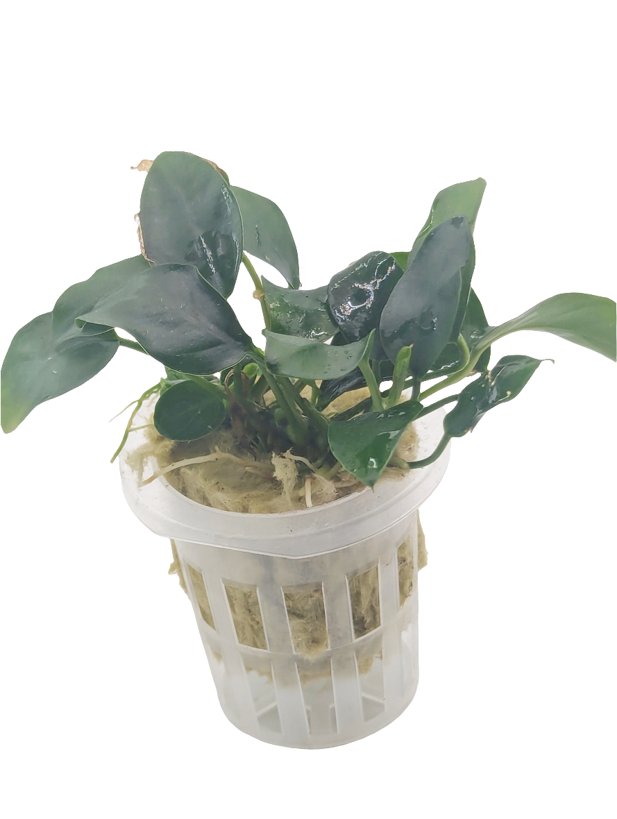 Anubias barteri nana 'petite'