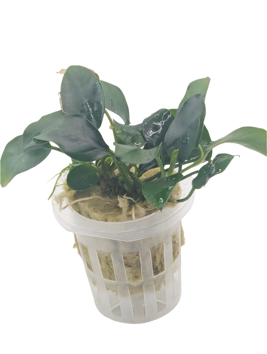Anubias barteri nana 'petite'