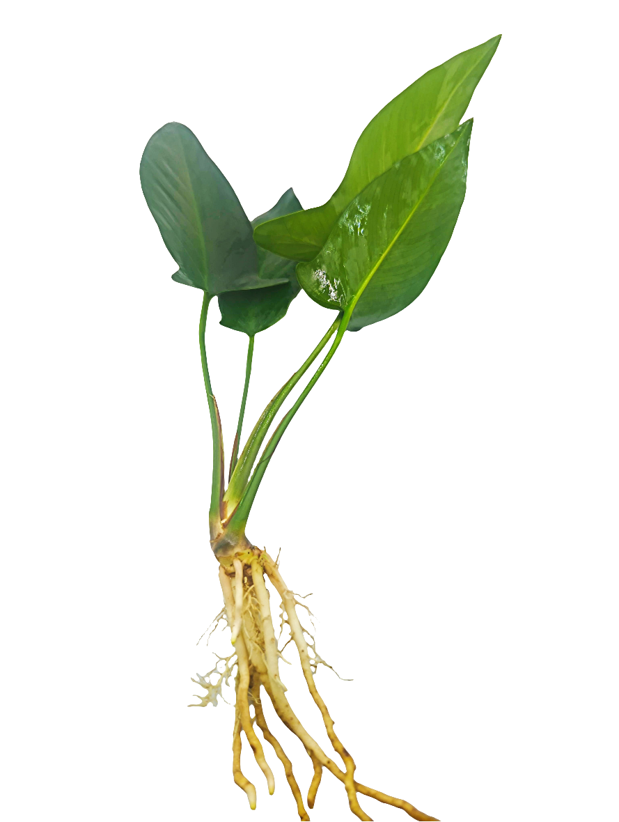 Anubias hastifolia