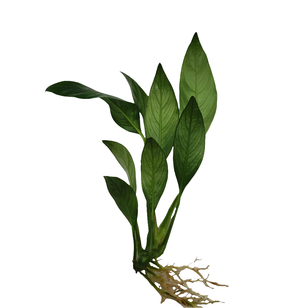 Anubias congensis