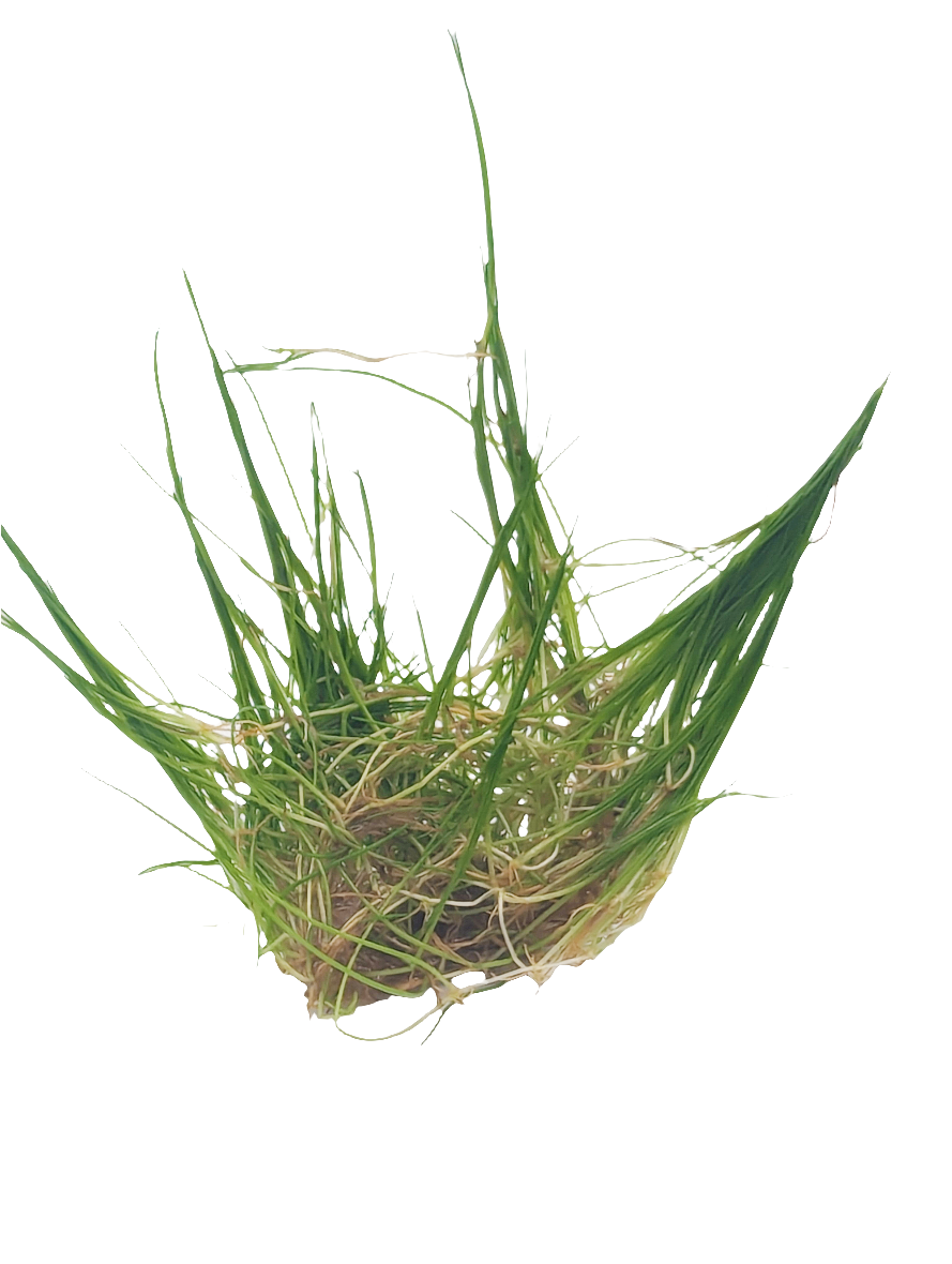 Eleocharis acicularis- Tissue Culture