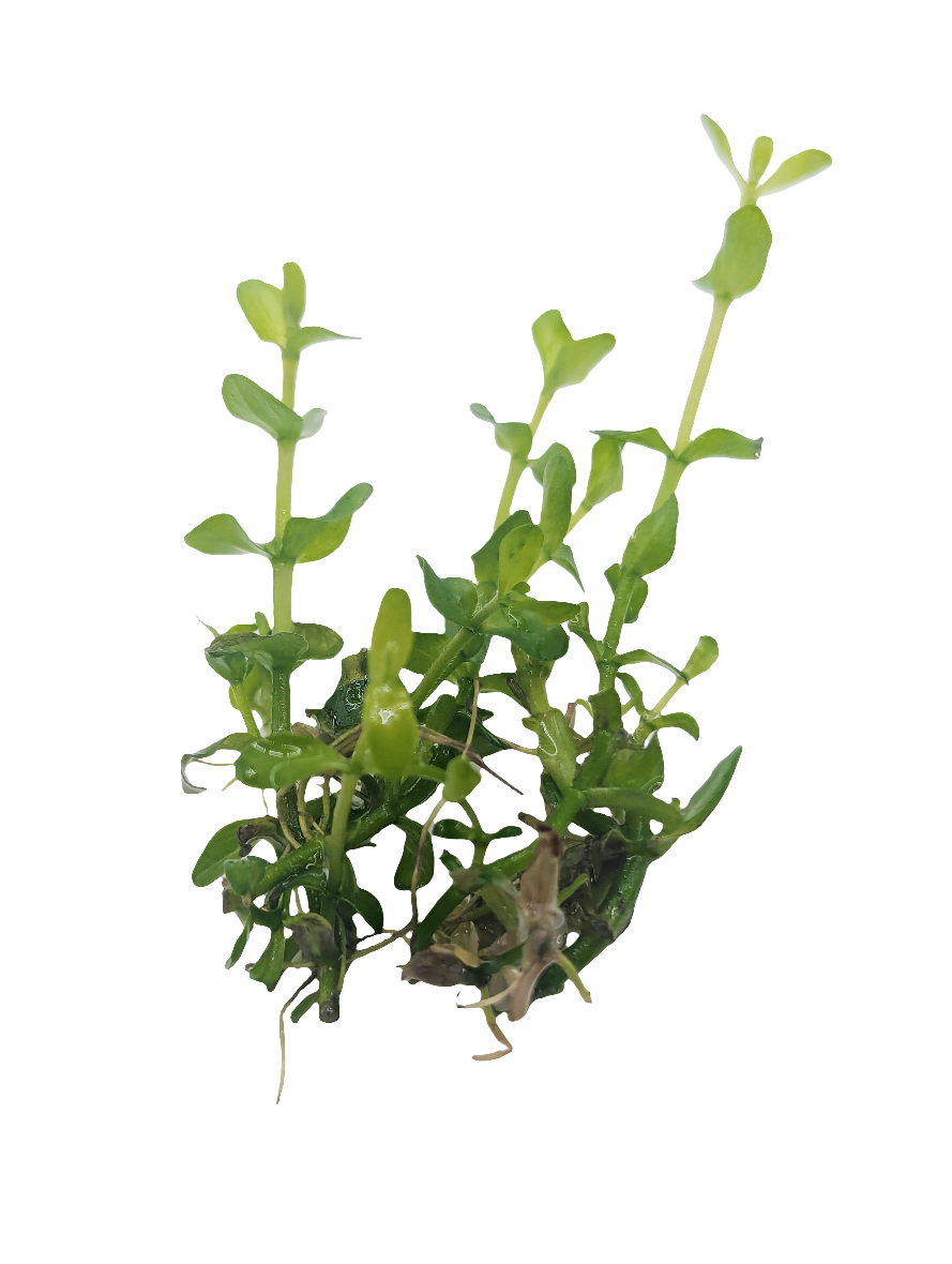 Bacopa Carolinia- Tissue Culture