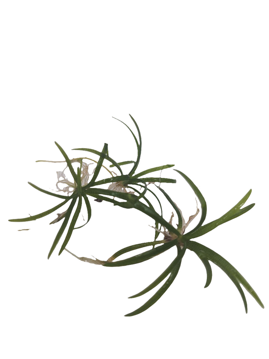 Dwarf Sagitarria subulata