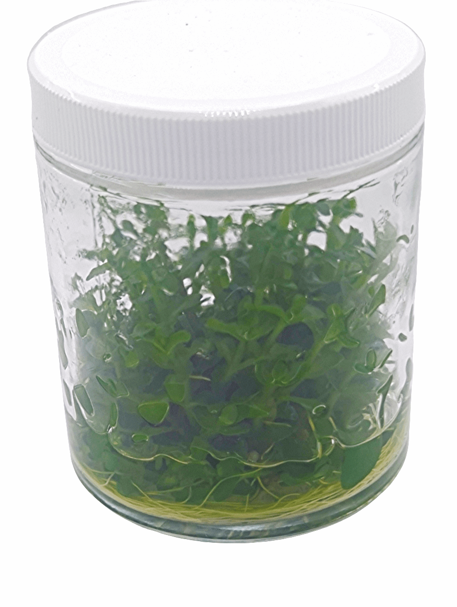 Bacopa Carolinia- Tissue Culture