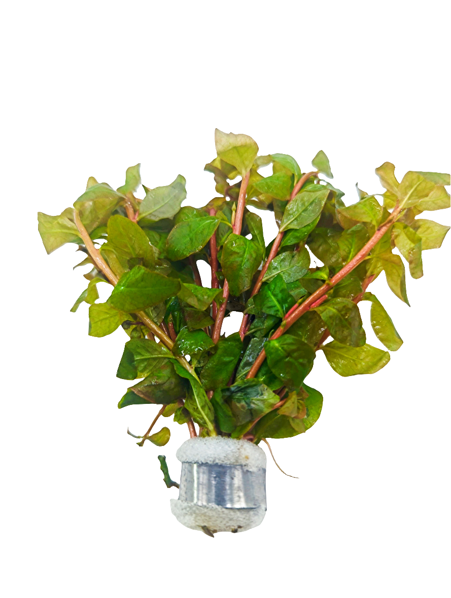 Ludwigia senegalensis (guinea)
