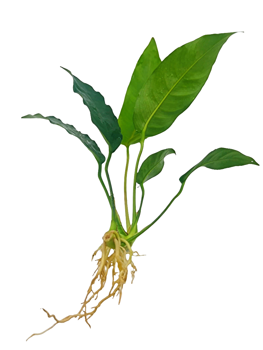 Anubias short and sharp