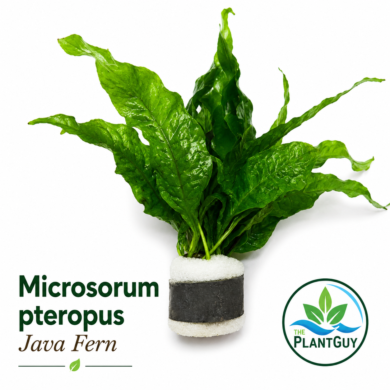 Microsorum pteropus