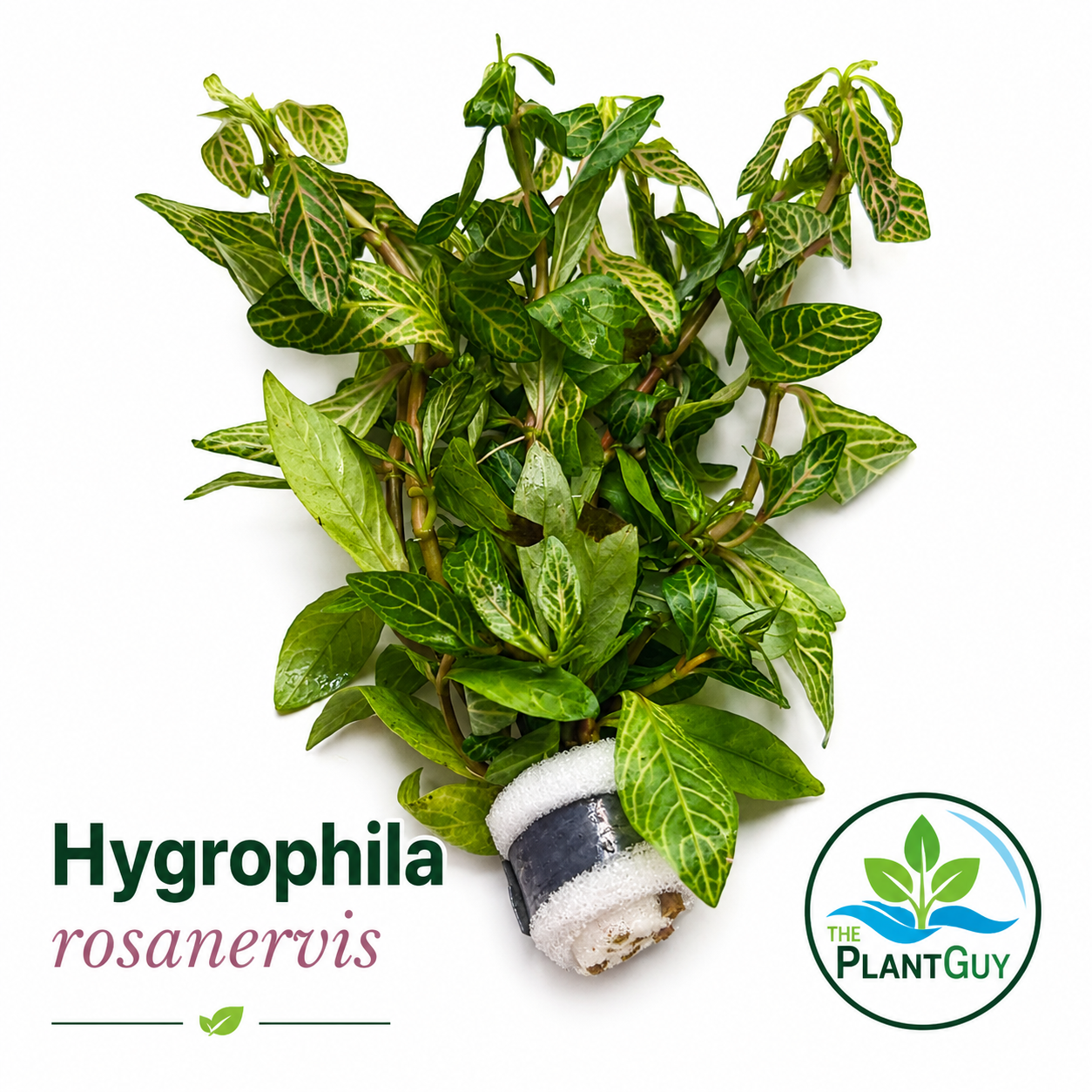 Hygrophila rosanervis (5 stems)