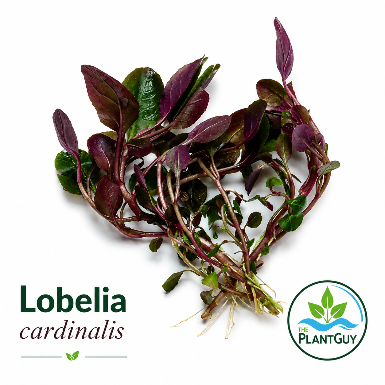 Lobelia cardinalis (2 plants)