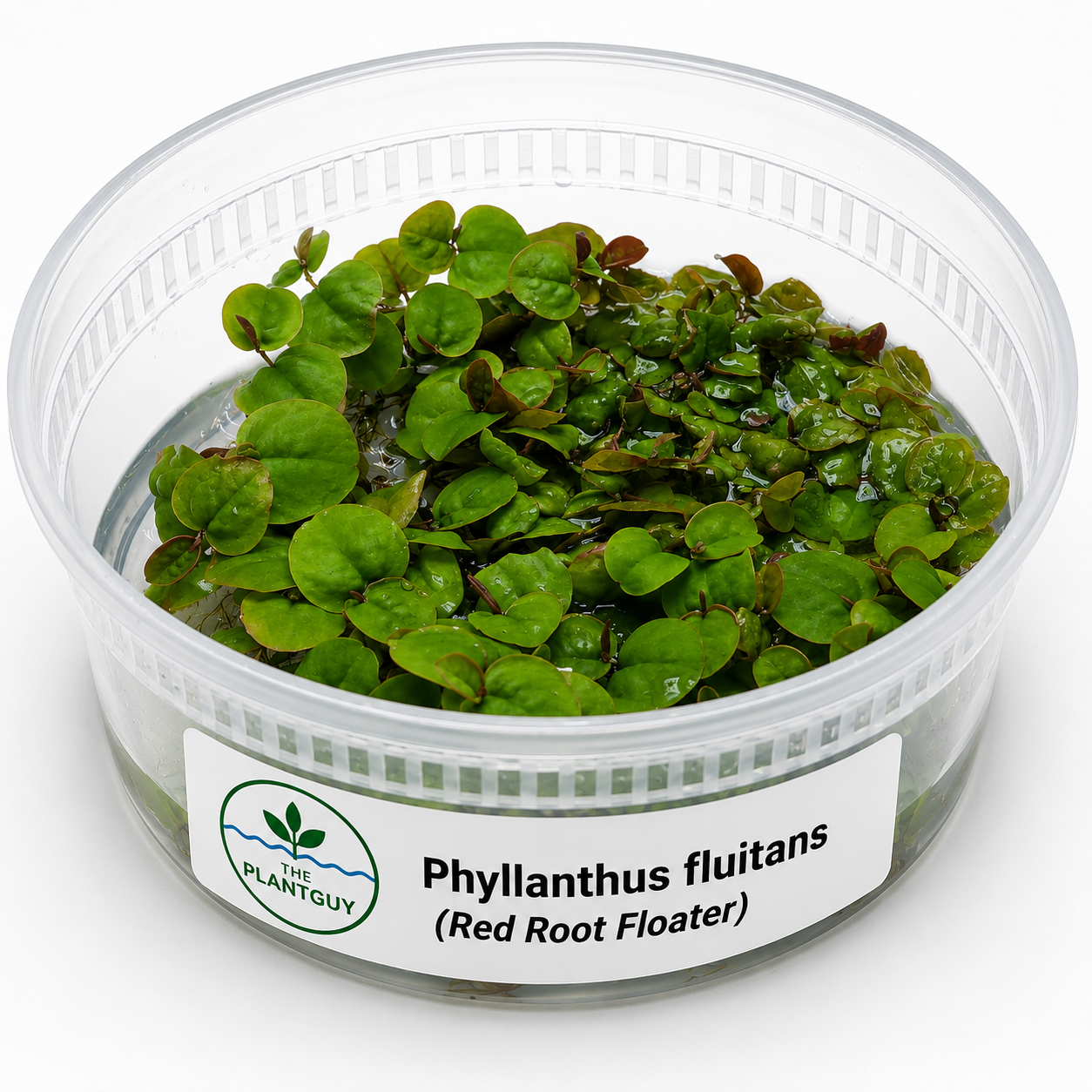 Phyllanthus fluitans (Red Root Floater) - Tissue Culture (8 ounce tub)