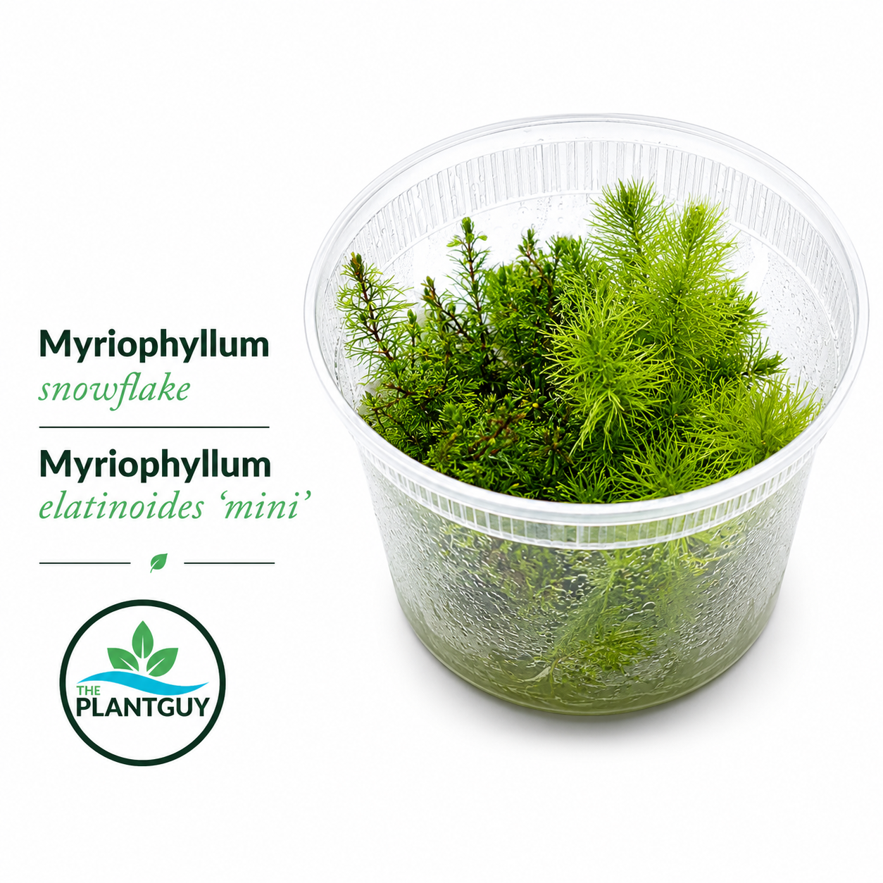 Multi-species-Myriophyllum elatinoides 'mini' and Snowflake- Tissue Culture (12 ounce tub- Premium)