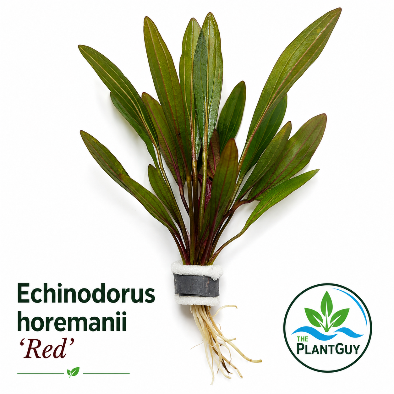 Echinodorus horemanii 'Red'