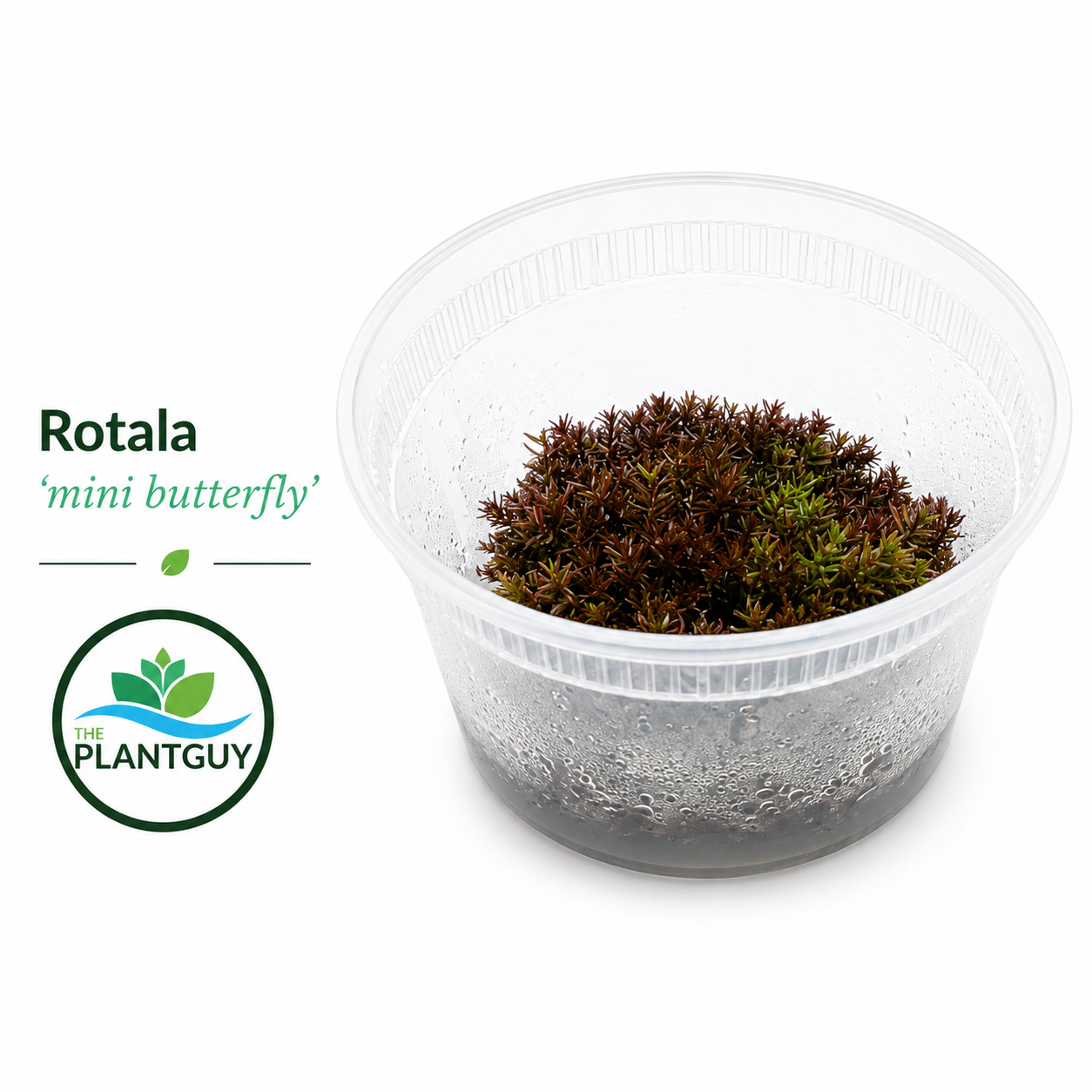 Rotala macrandra 'mini butterfly' - Tissue Culture (12 ounce tub)