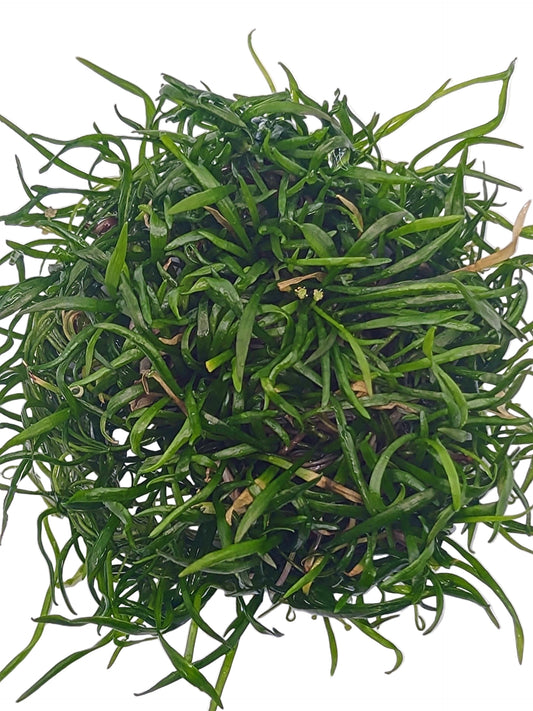 Lilaeopsis brasiliensis'- Tissue Culture