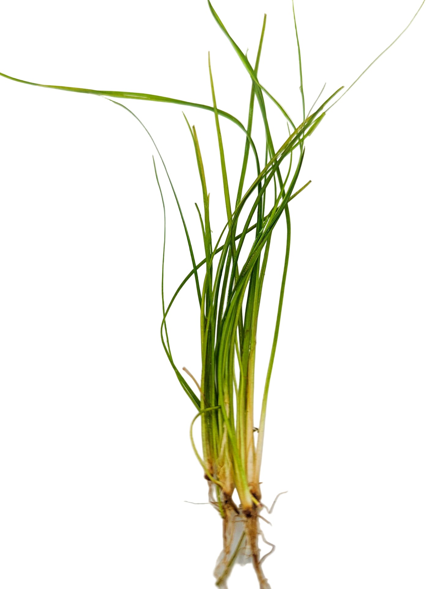 Vallisneria Americana Var. Natans (3 plants)