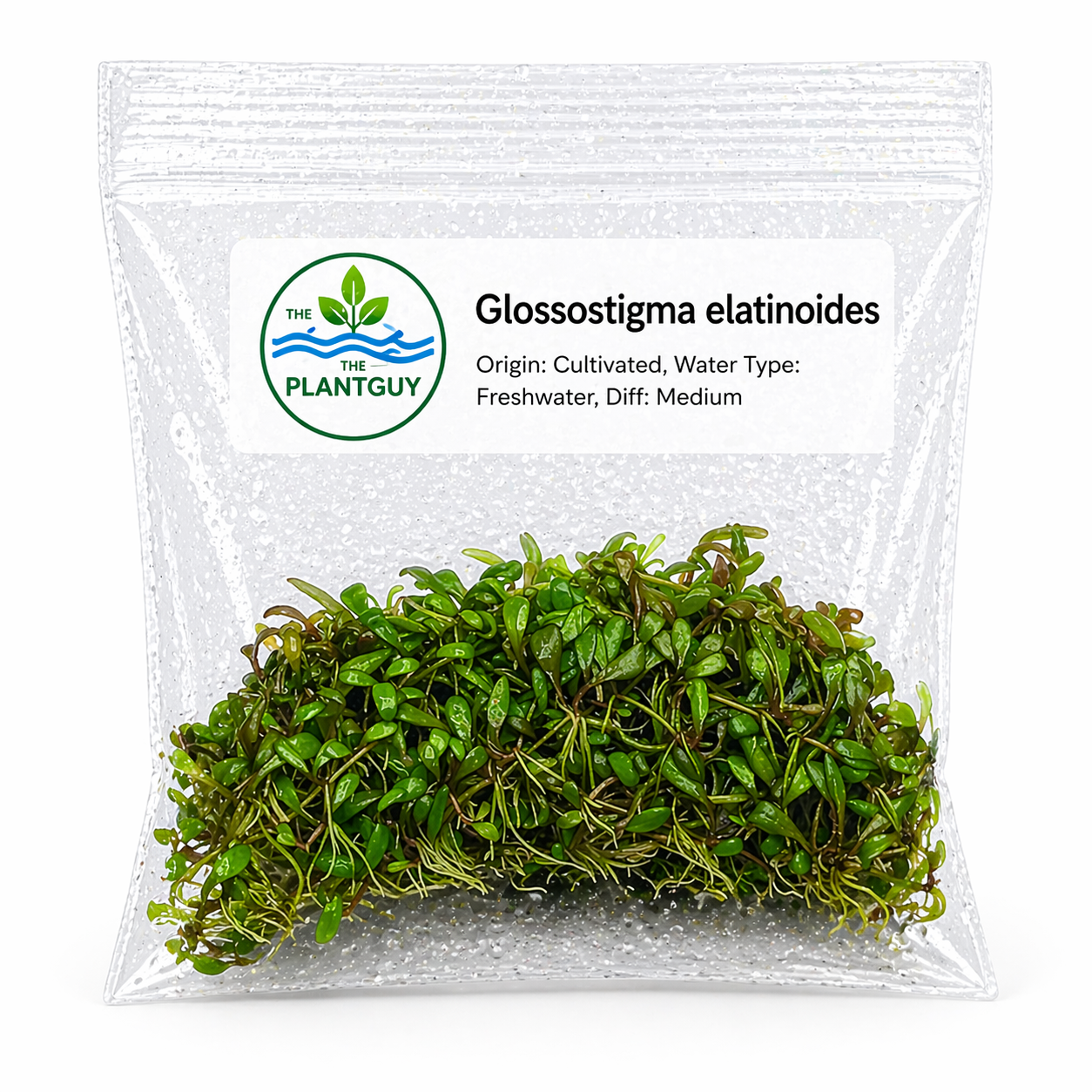 Glossostigma elatinoides- Tissue Culture (4 ounce bag)