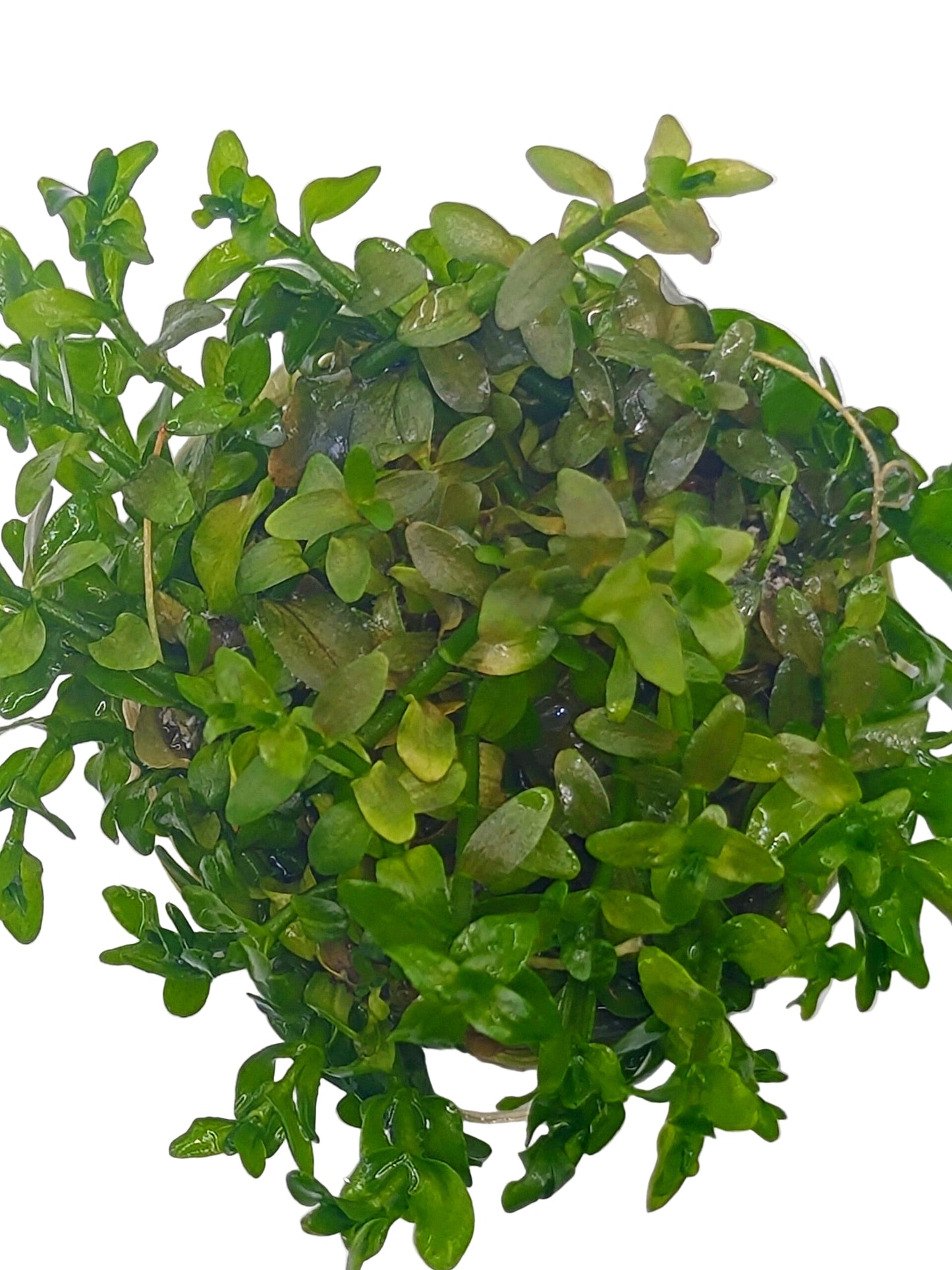 Bacopa Carolinia- Tissue Culture