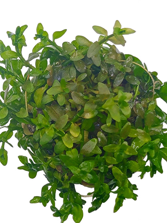 Bacopa Carolinia- Tissue Culture