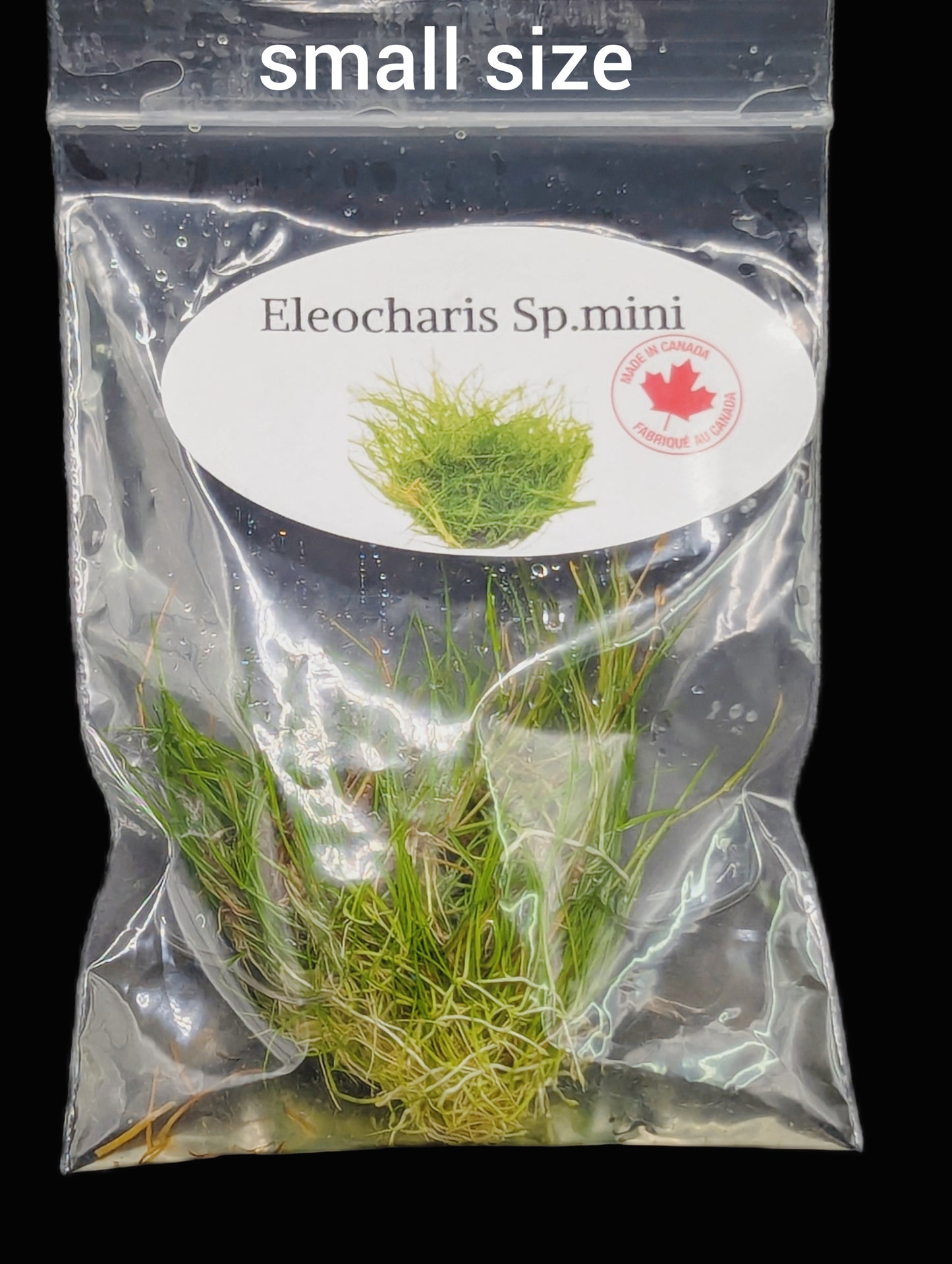 Eleocharis acicularis 'mini'- Tissue Culture