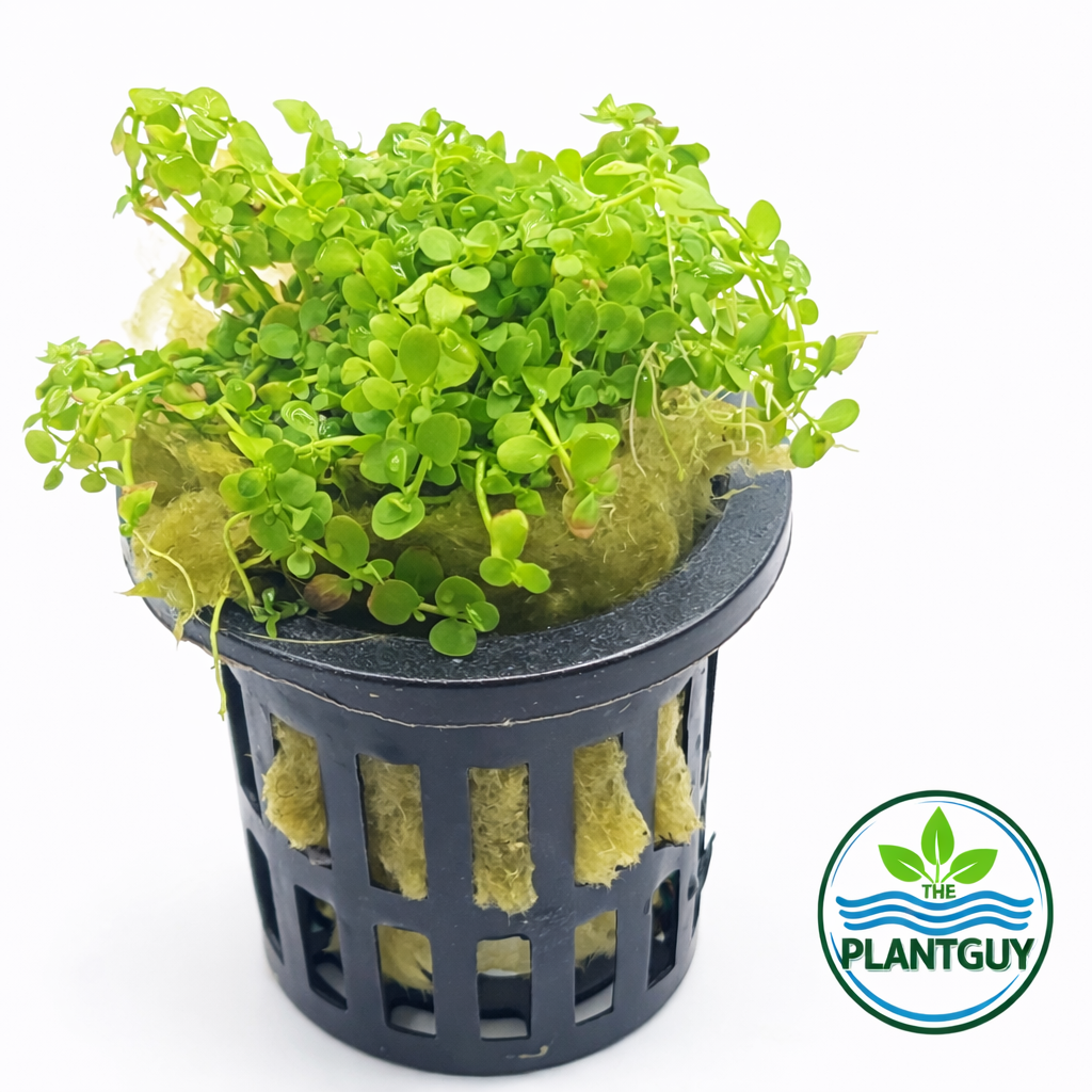 Micranthemum tweediei 'Monte Carlo'- Potted