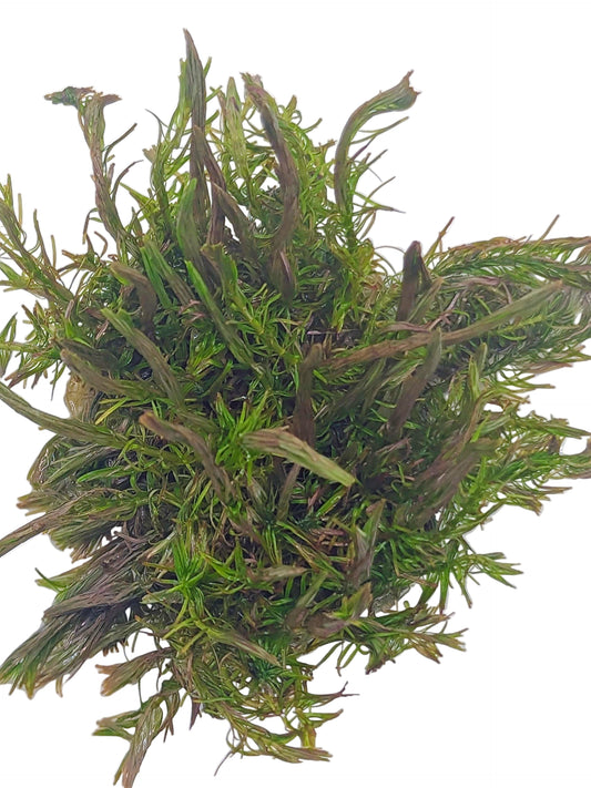 Rotala Wallichii- Tissue Culture