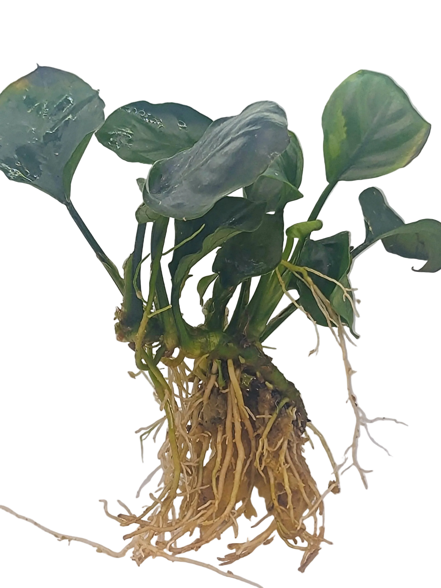 Anubias barteri ’Coin Leaf’