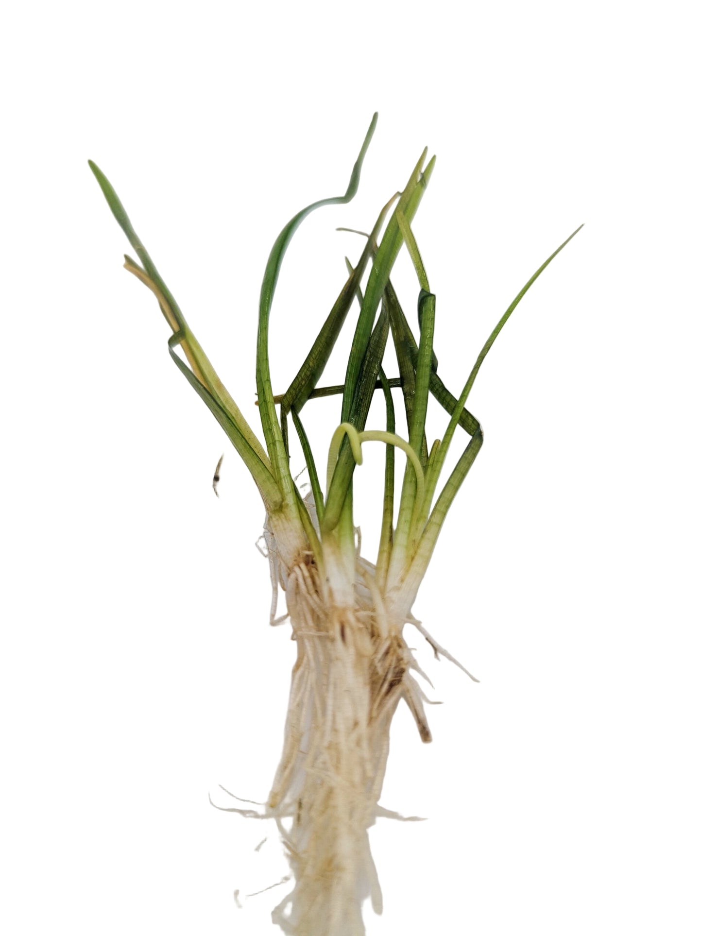 Sagitarria subulata (3 plants)