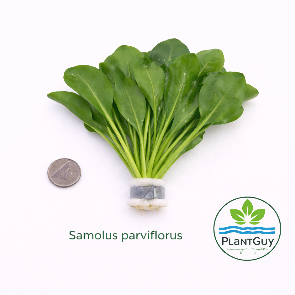 Samolus parviflorus