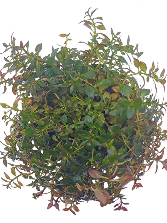 Ludwigia palustris 'super red'- Tissue Culture