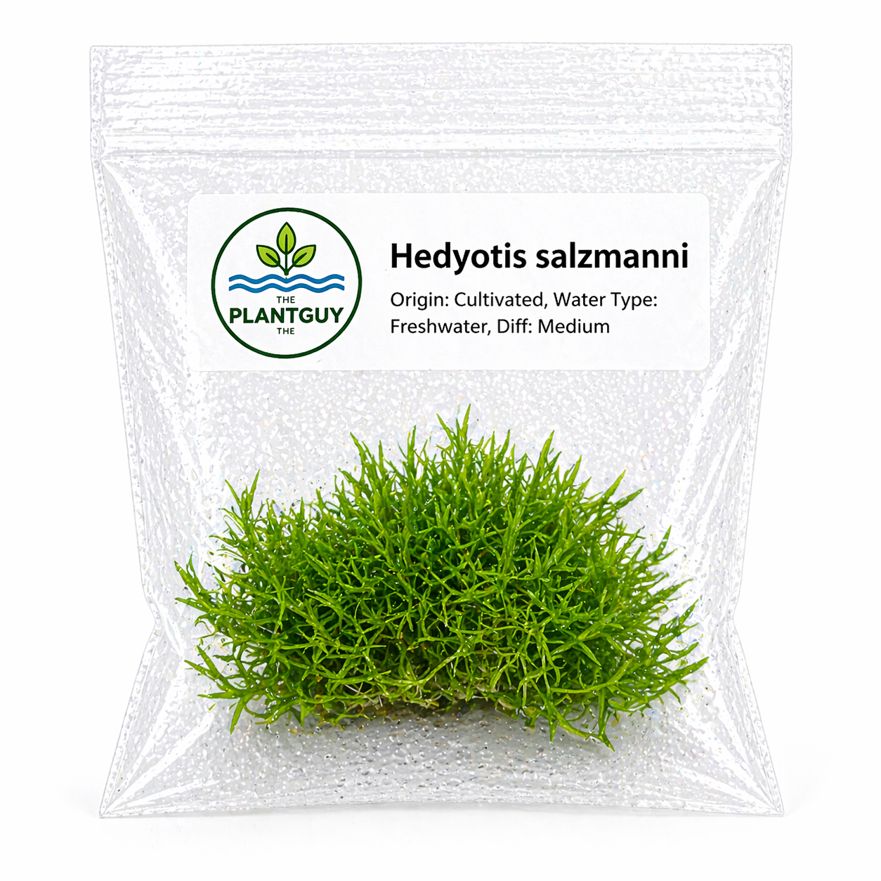 Hedyotis salzmanni - Tissue Culture (4 ounce bag)