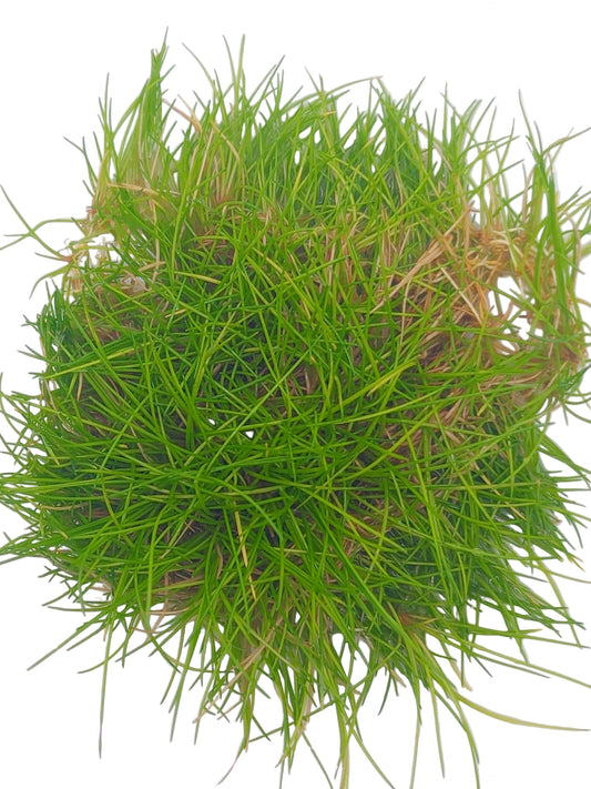 Eleocharis acicularis 'mini'- Tissue Culture