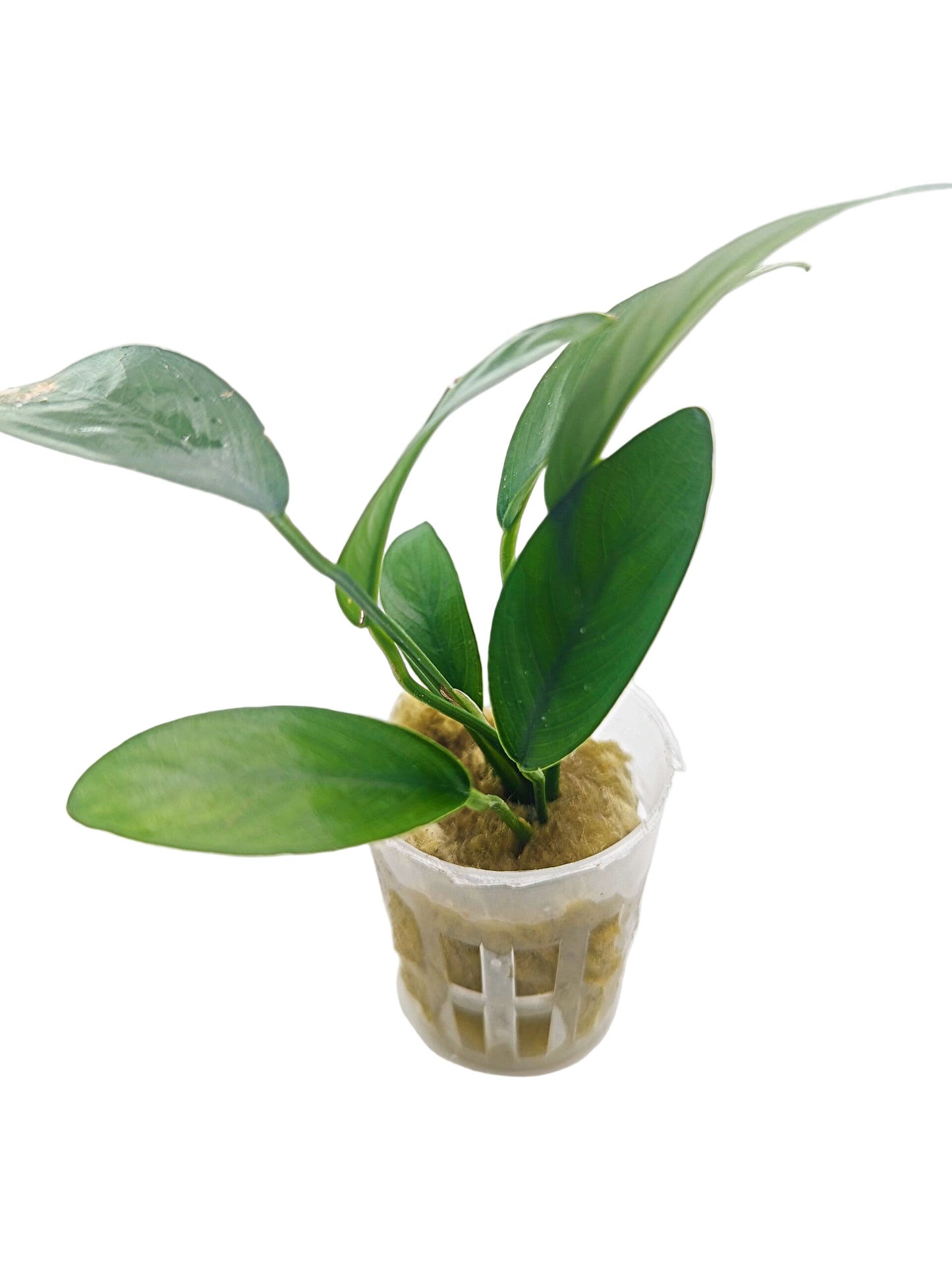 Anubia barteri 'glabra'- Potted