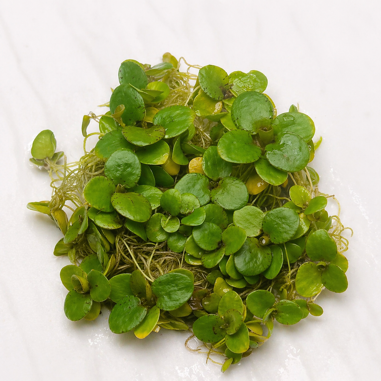 Limnobium laevigatum - Tissue Culture (tub)