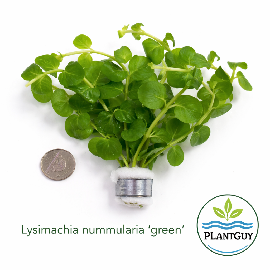 Lysimachia nummularia 'green'