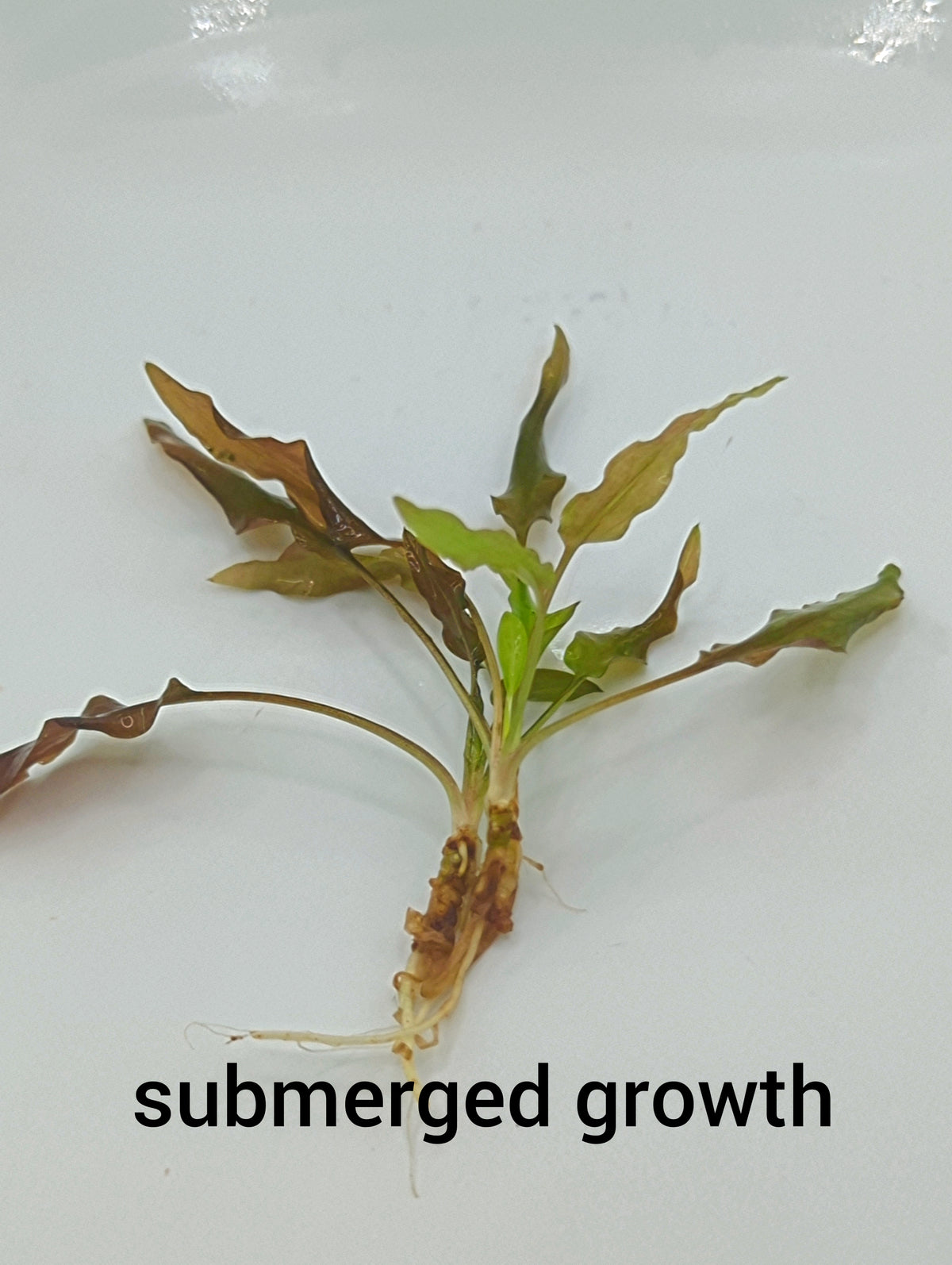 Cryptocoryne walkeri