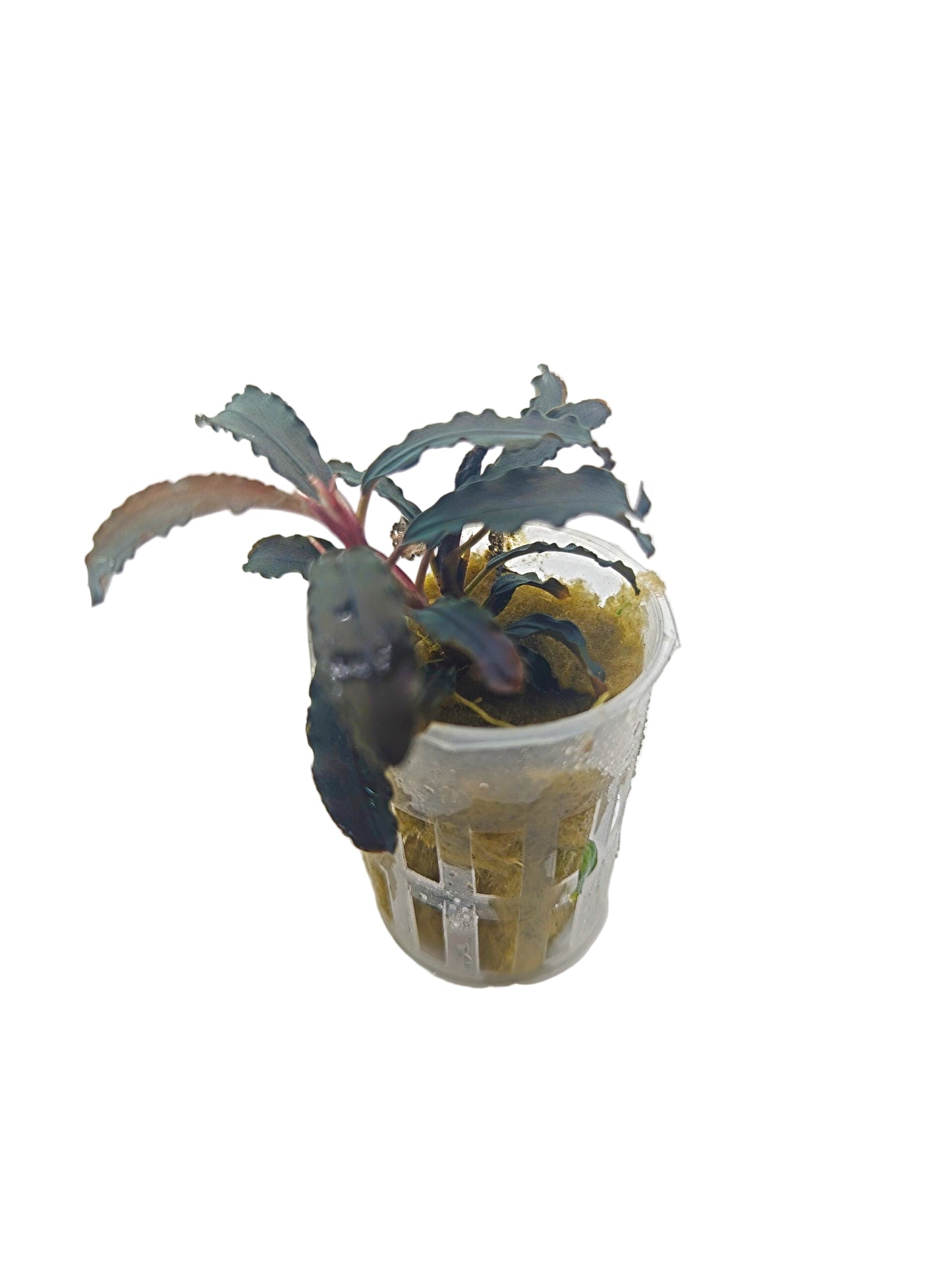 Bucephalandra kedagong- Potted