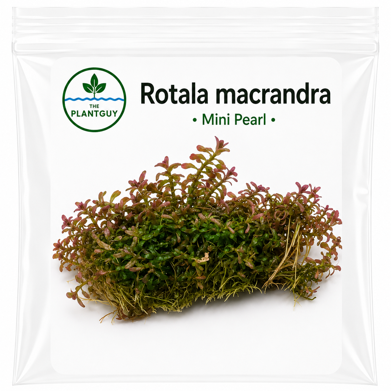 Rotala macrandra 'mini pearl'- Tissue Culture (4 ounce bag)