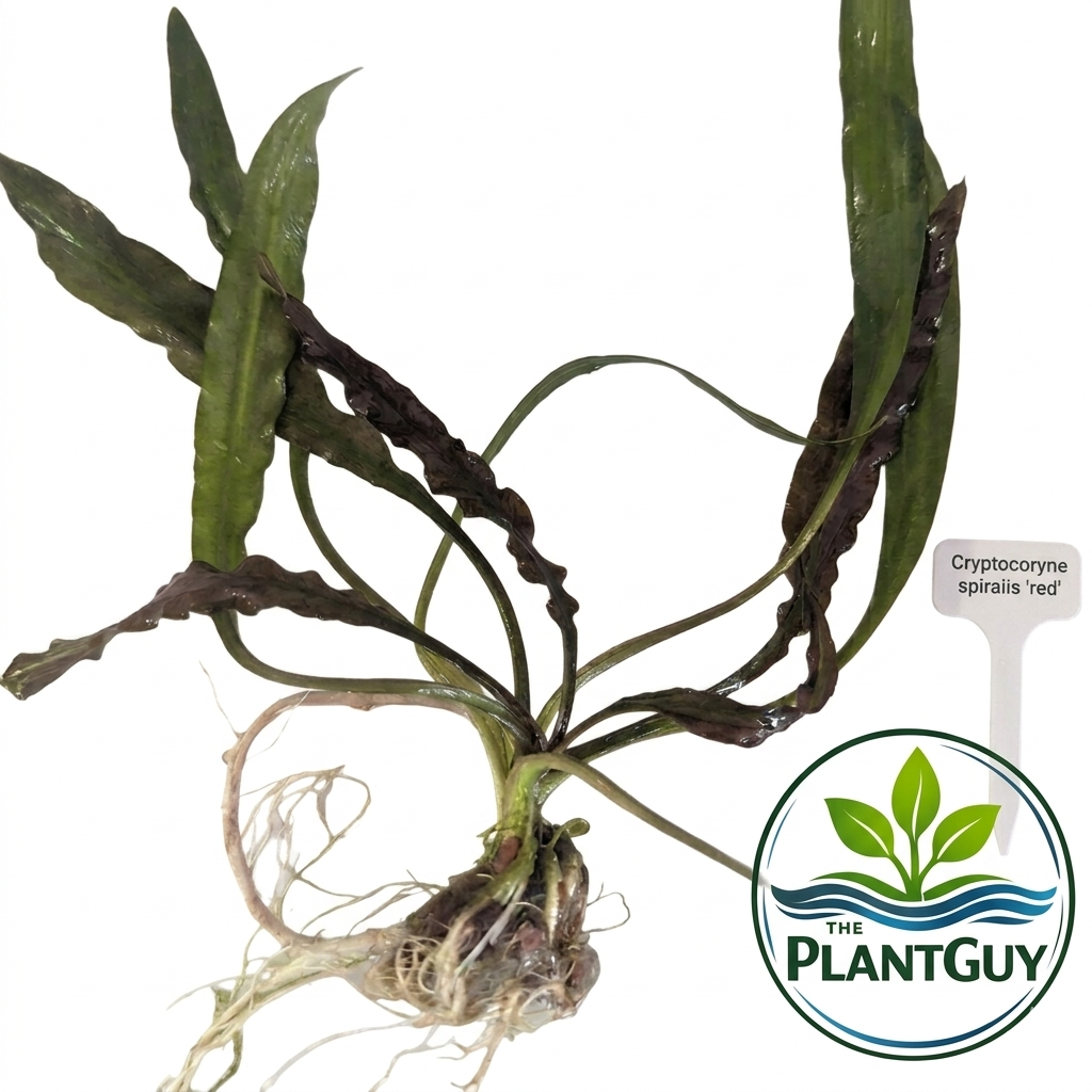 Cryptocoryne spiralis 'red'