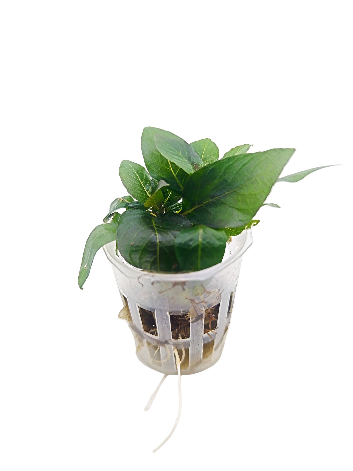 Hygrophila corymbosa 'Compact'- Potted