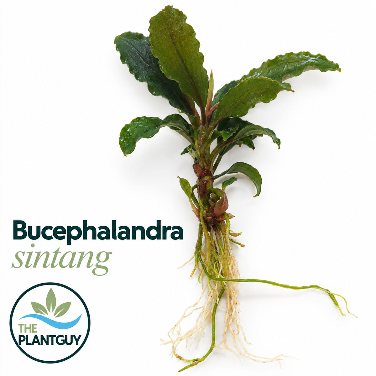 Bucephalandra sintang