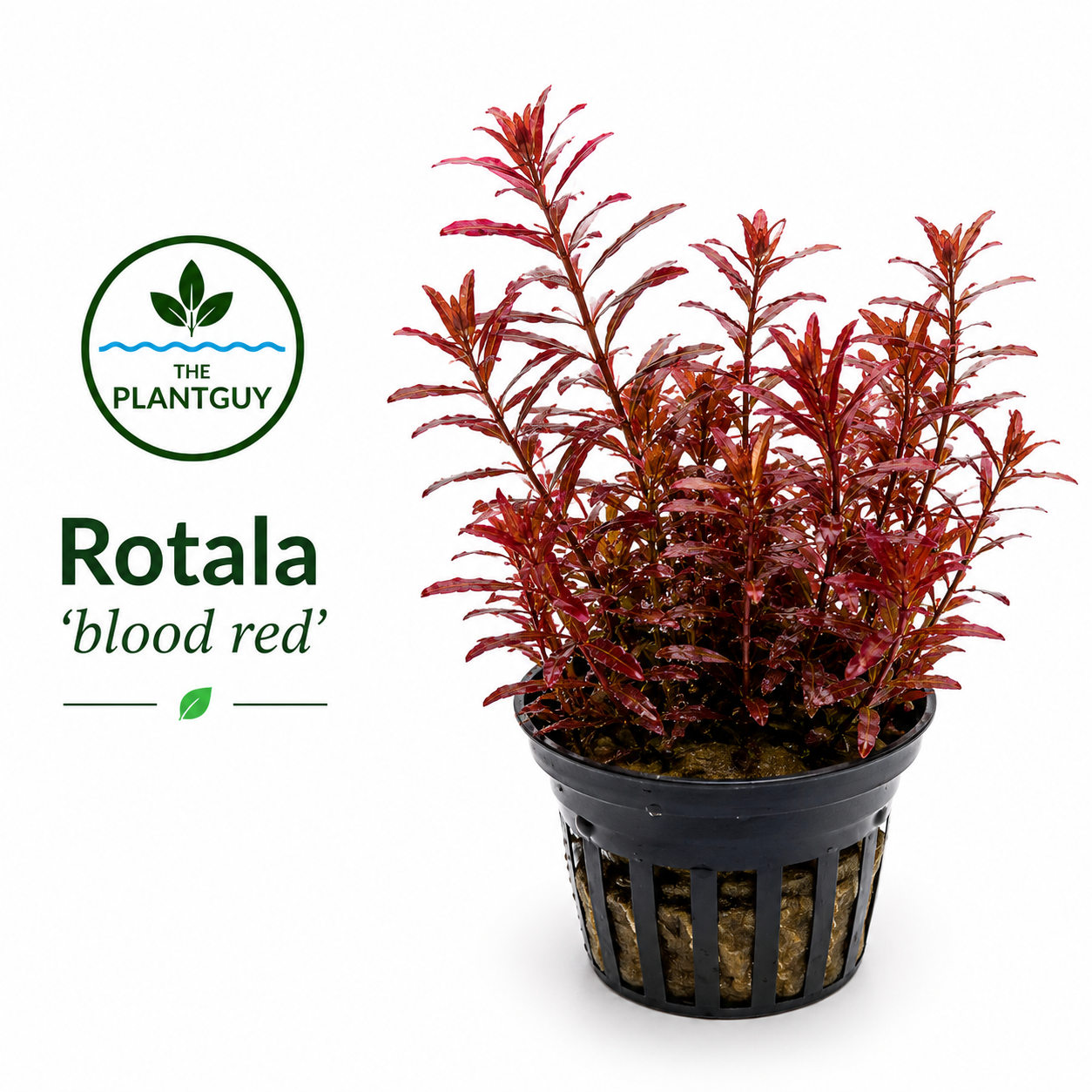 Rotala blood red- Grown submerged and potted