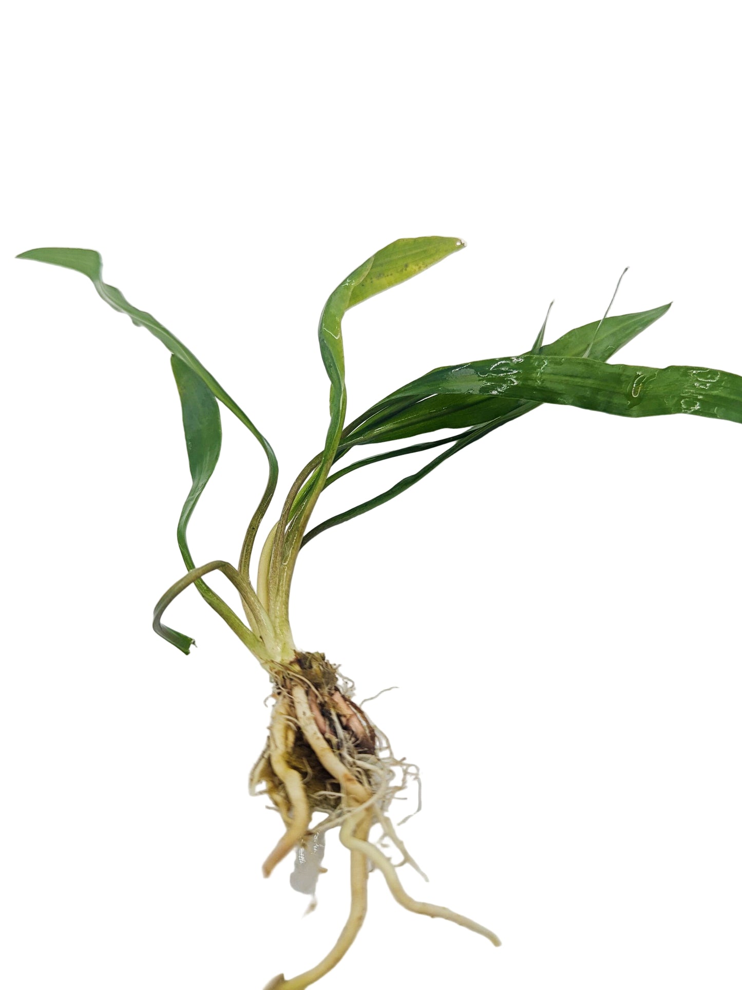 Cryptocoryne spiralis