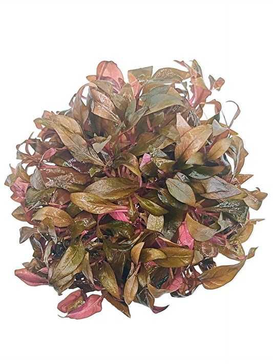 Alternanthera reineckii 'Mini'- Tissue Culture
