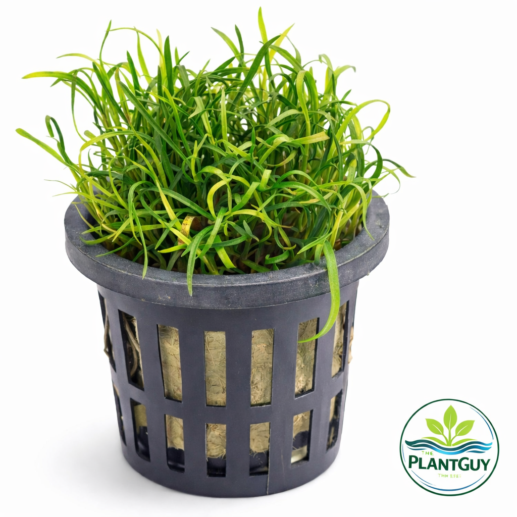 Lilaeopsis brasiliensis'- Potted