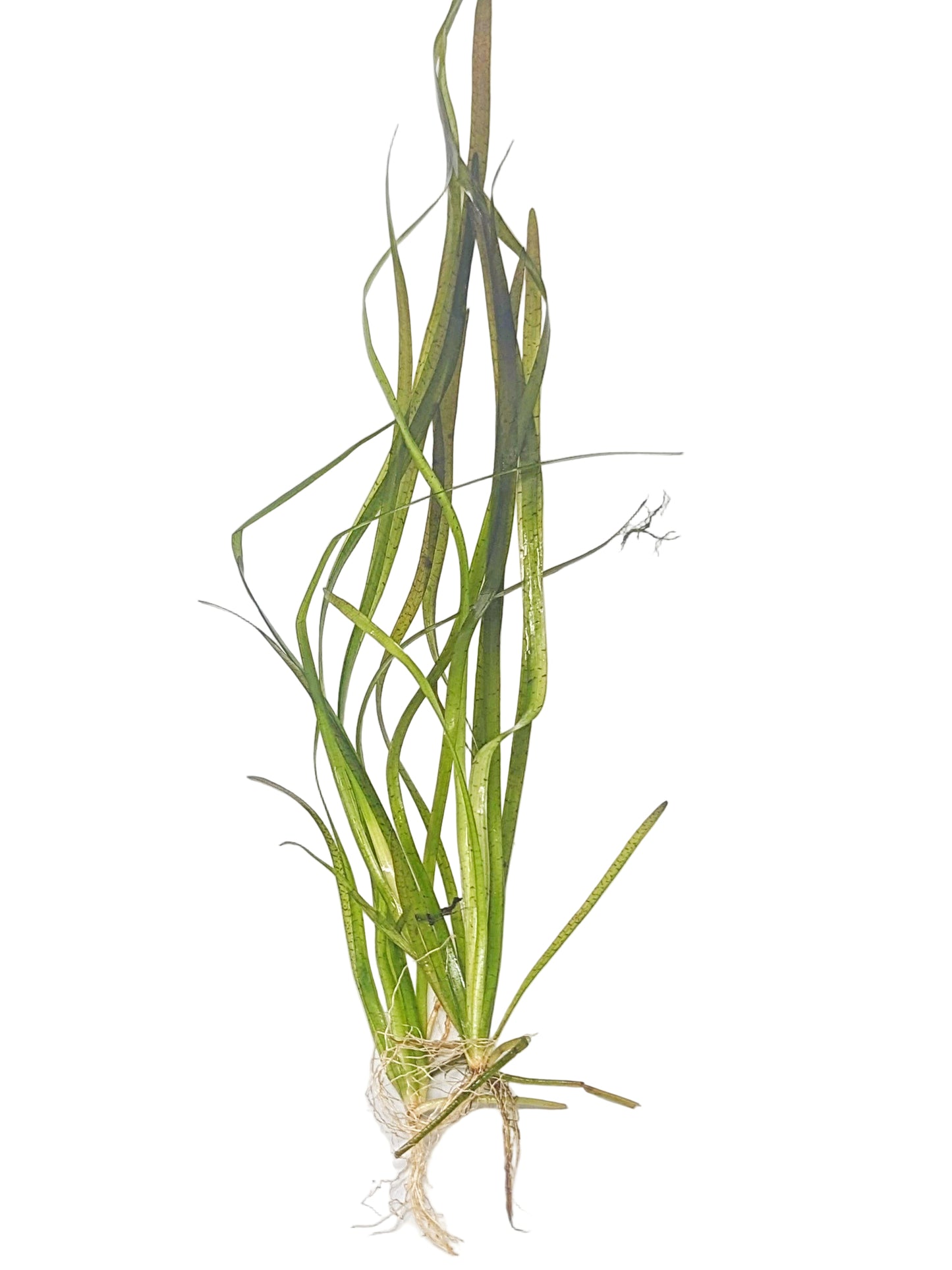 Vallisneria spiralis 'leopard' (3 plants)